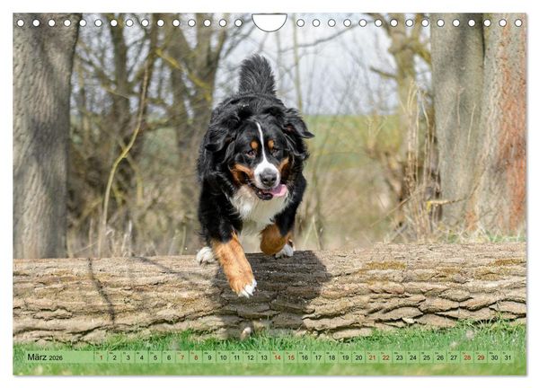 Produktbild: Berner Sennenhunde - Mit jedem Blick ein St&uuml;ck Geborgenheit (Wandkalender 2026 DIN A4 quer), CALVENDO Monatskalender