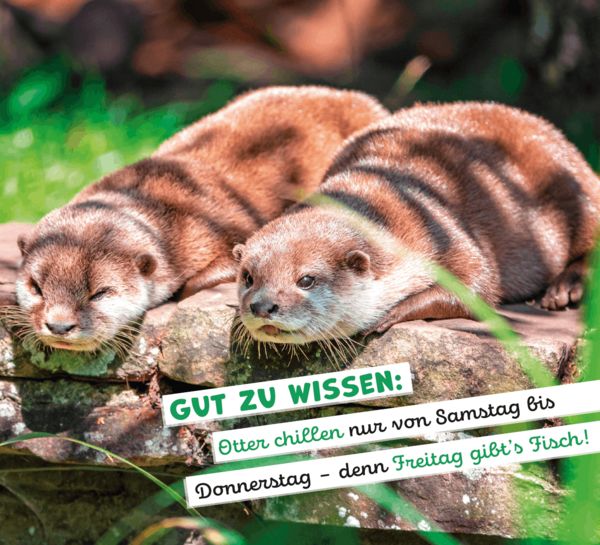 Produktbild: Tierisch happy jeden Tag