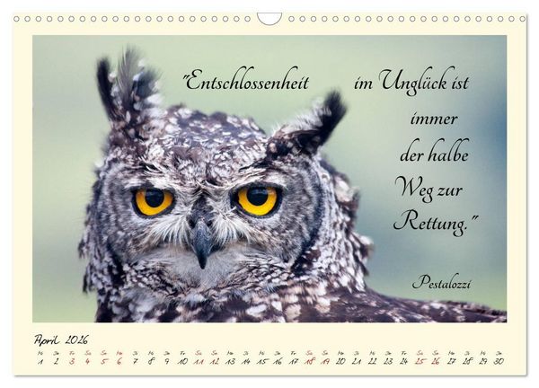 Produktbild: Gl&uuml;cksmomente Gl&uuml;cks-Zitate zu Fotos der gro&szlig;artigen s&uuml;dafrikanischen Tierwelt (Wandkalender 2026 DIN A3 quer), CALVENDO Monatskalender