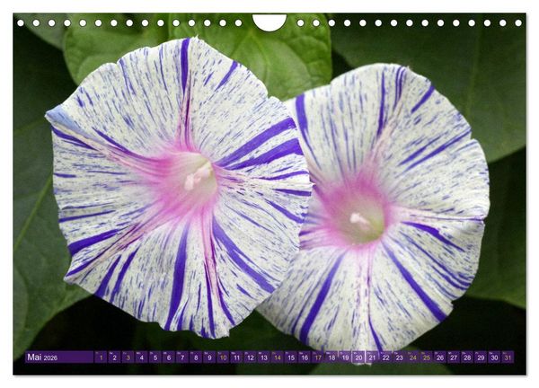 Produktbild: Flower Power - Zauberhafte K&uuml;belpflanzen (Wandkalender 2026 DIN A4 quer), CALVENDO Monatskalender