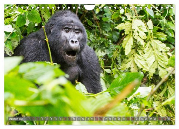 Produktbild: Gorillas ohne Nebel (Wandkalender 2026 DIN A4 quer), CALVENDO Monatskalender