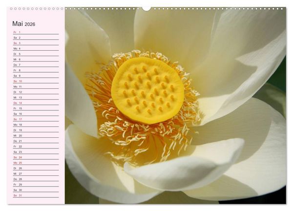 Produktbild: Lotos. Symbol f&uuml;r Reinheit und Kraft (hochwertiger Premium Wandkalender 2026 DIN A2 quer), Kunstdruck in Hochglanz