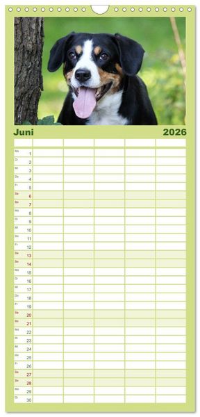 Produktbild: Familienplaner 2026 - Entlebucher Sennenhund - treue Freunde mit 5 Spalten (Wandkalender, 21 x 45 cm) CALVENDO
