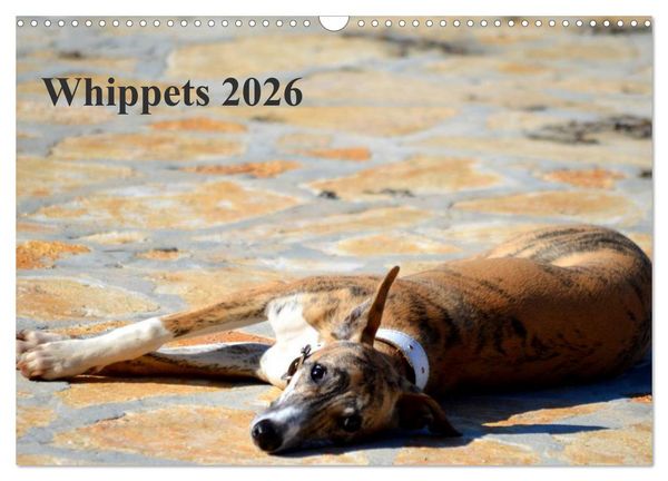 Produktbild: Whippet 2026 (Wandkalender 2026 DIN A3 quer), CALVENDO Monatskalender