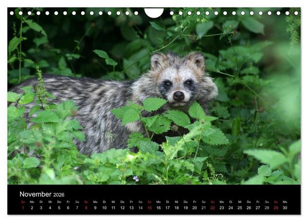 Produktbild: Marderhunde (Wandkalender 2026 DIN A4 quer), CALVENDO Monatskalender