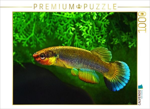 CALVENDO Puzzle Rivulus cylindraceus KUBA | 1000 Teile Lege-Größe 64x48cm Foto-Puzzle für glückliche Stunden