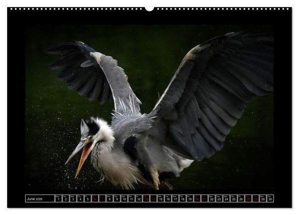 Produktbild: The heron parade (Wall Calendar 2026 DIN A2 landscape), CALVENDO 12 Month Wall Calendar
