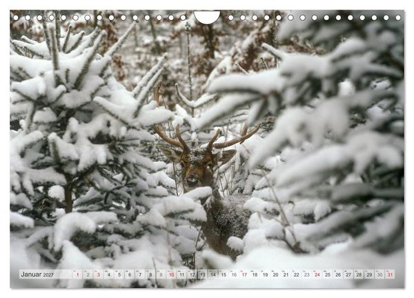 Produktbild: Emotionale Momente: Das Damwild. (Wandkalender 2027 DIN A4 quer), CALVENDO Monatskalender