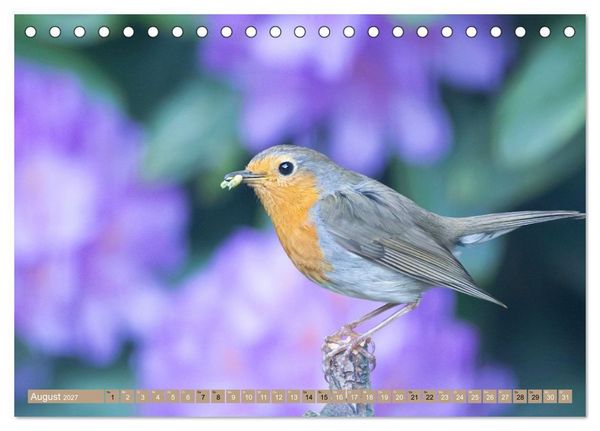 Produktbild: Robin, das s&uuml;&szlig;e Rotkehlchen (Tischkalender 2027 DIN A5 quer), CALVENDO Monatskalender