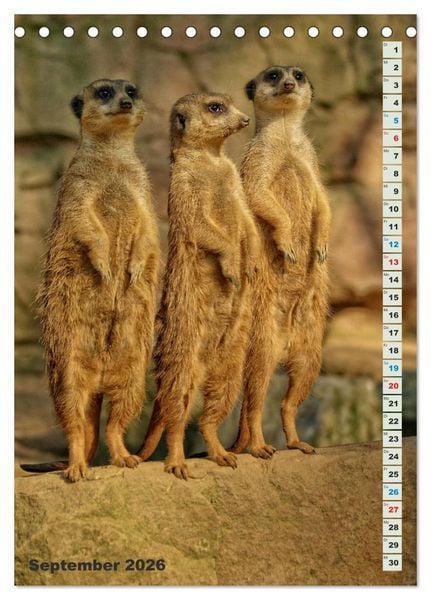 Produktbild: Erdm&auml;nnchen-Meerkats-Surikate (Tischkalender 2026 DIN A5 hoch), CALVENDO Monatskalender