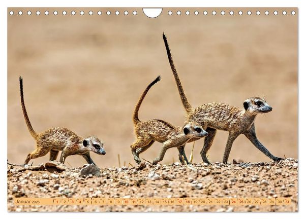 Produktbild: Afrikas Tierwelt - Erdm&auml;nnchen (Wandkalender 2026 DIN A4 quer), CALVENDO Monatskalender