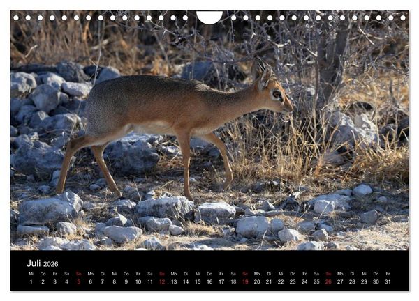 Produktbild: Eindr&uuml;cke aus Namibia (Wandkalender 2026 DIN A4 quer), CALVENDO Monatskalender