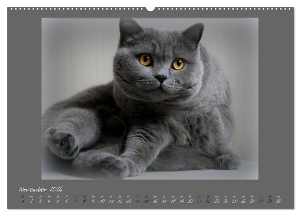 Produktbild: GRAUE ENGEL Britischkurzhaar-Katzen (hochwertiger Premium Wandkalender 2026 DIN A2 quer), Kunstdruck in Hochglanz