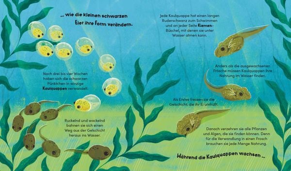 Produktbild: Aus klein wird gro&szlig;. So w&auml;chst ein Frosch
