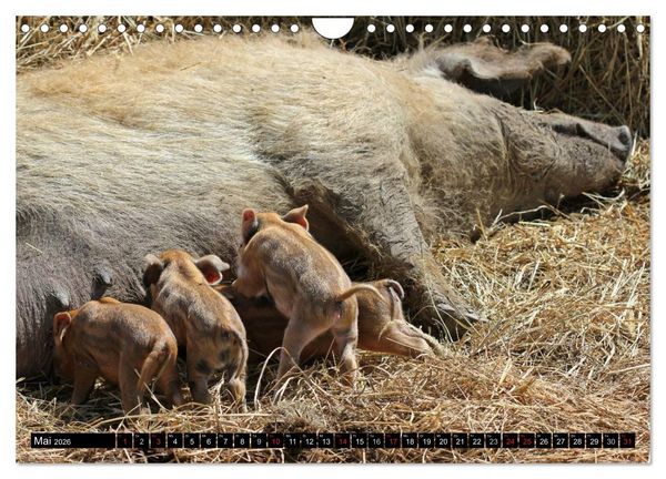 Produktbild: Der Schweinekalender (Wandkalender 2026 DIN A4 quer), CALVENDO Monatskalender