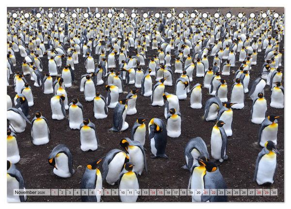 Produktbild: Pinguine der Falkland Inseln (Tischkalender 2026 DIN A5 quer), CALVENDO Monatskalender