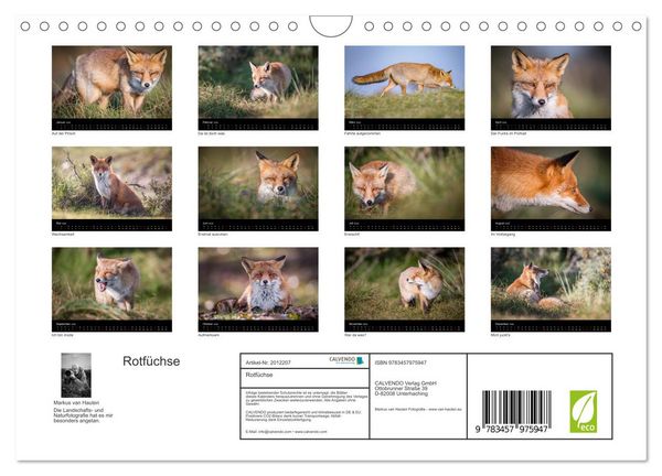 Produktbild: Rotf&uuml;chse (Wandkalender 2026 DIN A4 quer), CALVENDO Monatskalender