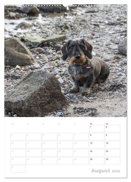 Produktbild: Der Dackel (M)ein treuer Weggef&auml;hrte (Wandkalender 2026 DIN A2 hoch), CALVENDO Monatskalender