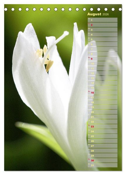 Produktbild: Hostas Herzblattlilien Funkien (Tischkalender 2026 DIN A5 hoch), CALVENDO Monatskalender