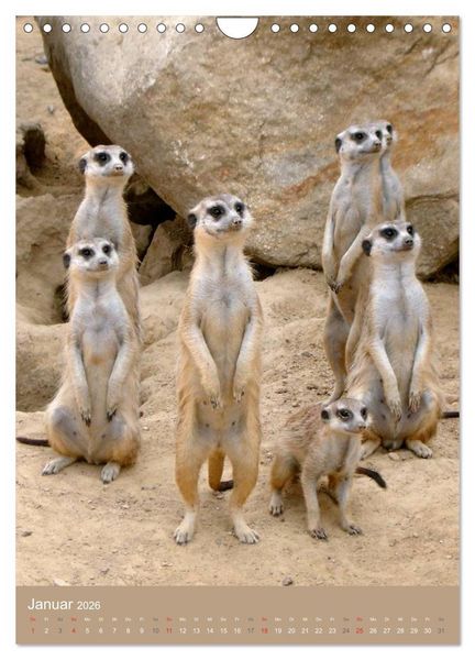 Produktbild: Erdm&auml;nnchen - Afrikas liebenswerte Zwerge (Wandkalender 2026 DIN A4 hoch), CALVENDO Monatskalender