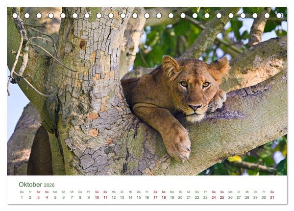 Produktbild: Tierwelten UGANDA (Tischkalender 2026 DIN A5 quer), CALVENDO Monatskalender