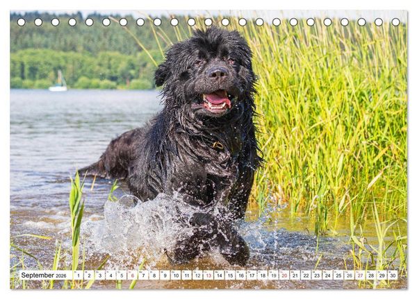 Produktbild: Neufundl&auml;nder - Das Wasser ist ihr Element (Tischkalender 2026 DIN A5 quer), CALVENDO Monatskalender