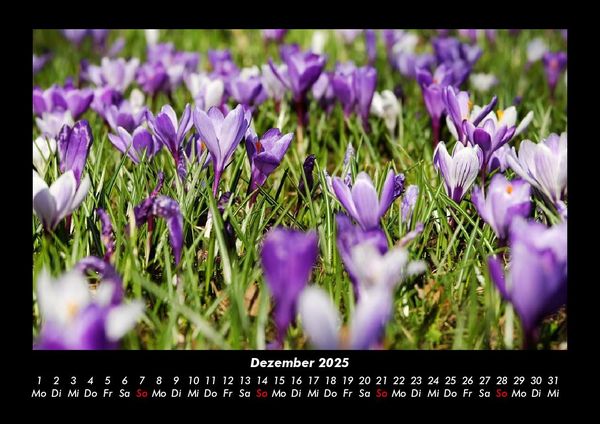 Produktbild: Pflanzen und Bl&uuml;ten 2025 Fotokalender DIN A3