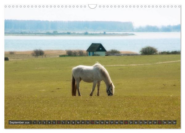Produktbild: Insel Hiddensee (Wandkalender 2026 DIN A3 quer), CALVENDO Monatskalender