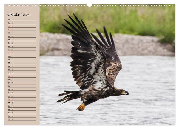 Produktbild: Der Steinadler. Majest&auml;tischer Greifvogel (Wandkalender 2026 DIN A2 quer), CALVENDO Monatskalender