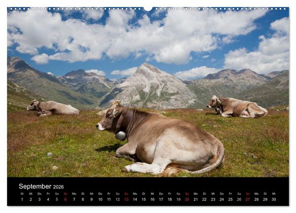 Produktbild: Tierkalender 2026 (Wandkalender 2026 DIN A2 quer), CALVENDO Monatskalender