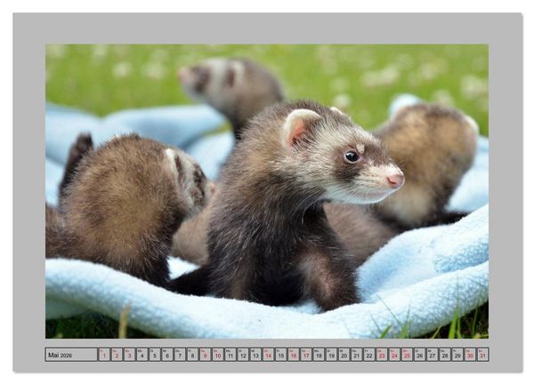 Produktbild: Frettchen - Freche Kobolde (Wandkalender 2026 DIN A3 quer), CALVENDO Monatskalender