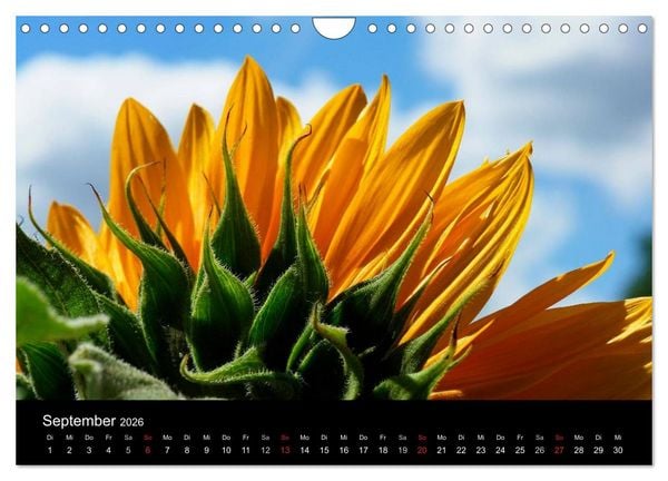 Produktbild: Sonnenblumen (Wandkalender 2026 DIN A4 quer), CALVENDO Monatskalender