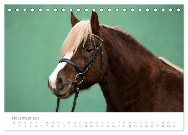 Produktbild: Faszination und Vielfalt - Schwarzw&auml;lder Kaltblut (Tischkalender 2026 DIN A5 quer), CALVENDO Monatskalender