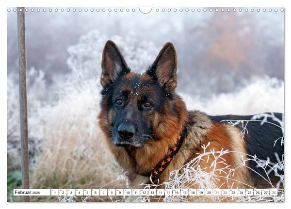 Produktbild: Deutscher Sch&auml;ferhund - Der beste Freund des Menschen (Wandkalender 2026 DIN A3 quer), CALVENDO Monatskalender