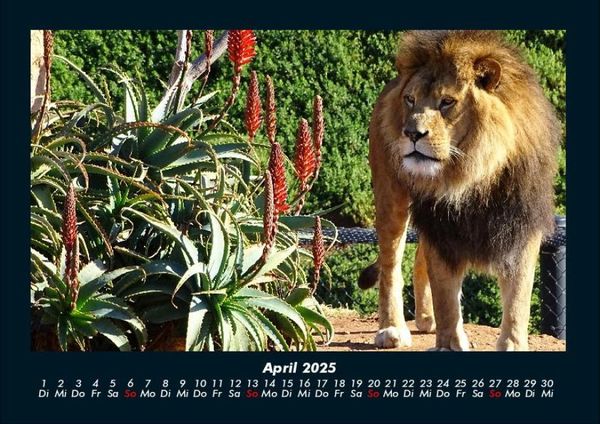 Produktbild: Tiere in der Wildnis 2025 Fotokalender DIN A4
