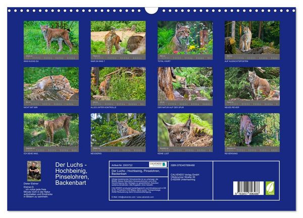 Produktbild: Der Luchs - Hochbeinig, Pinselohren, Backenbart (Wandkalender 2026 DIN A3 quer), CALVENDO Monatskalender