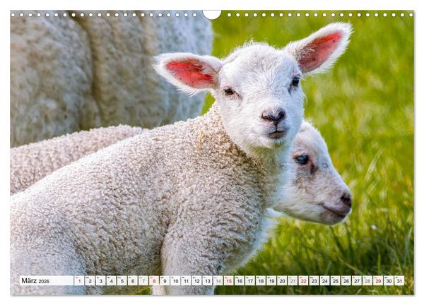 Produktbild: An der Nordsee, Urlaub im Norden Deutschlands (Wandkalender 2026 DIN A3 quer), CALVENDO Monatskalender