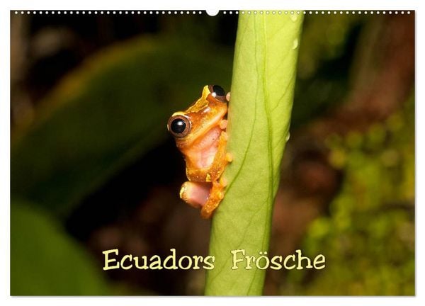 Produktbild: Ecuadors Fr&ouml;sche (Wandkalender 2026 DIN A2 quer), CALVENDO Monatskalender