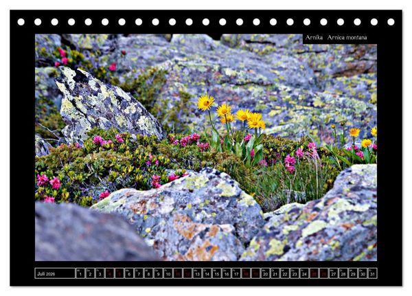 Produktbild: Alpine Flora in der Hom&ouml;opathie (Tischkalender 2026 DIN A5 quer), CALVENDO Monatskalender
