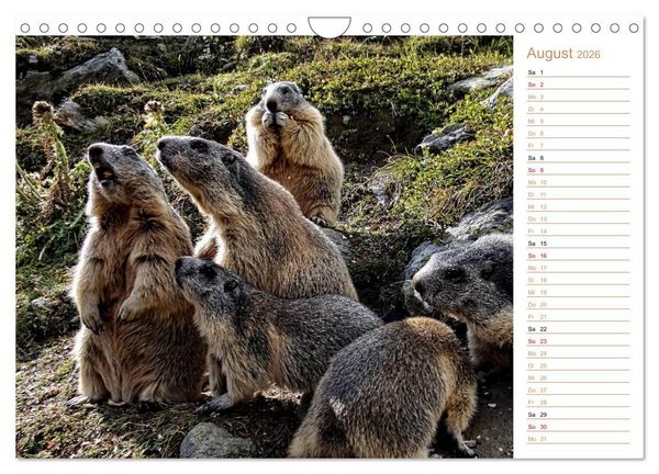 Produktbild: Wildlife - Verspielte Murmeltiere (Wandkalender 2026 DIN A4 quer), CALVENDO Monatskalender