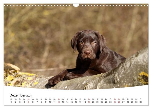 Produktbild: Labrador Welpen - Labrador Puppies (Wandkalender 2027 DIN A3 quer), CALVENDO Monatskalender