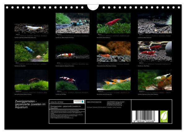 Produktbild: Zwerggarnelen - gepanzerte Juwelen im Aquarium (Wandkalender 2026 DIN A4 quer), CALVENDO Monatskalender