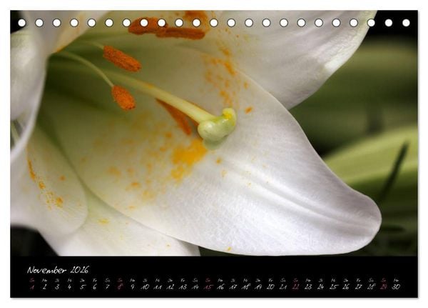 Produktbild: Floral Portraits - Blumen Impression (Tischkalender 2026 DIN A5 quer), CALVENDO Monatskalender