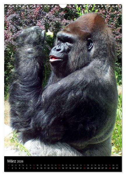 Produktbild: Gorillas (Wandkalender 2026 DIN A3 hoch), CALVENDO Monatskalender