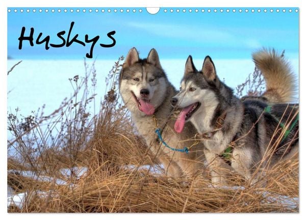 Produktbild: Huskys (Wandkalender 2026 DIN A3 quer), CALVENDO Monatskalender