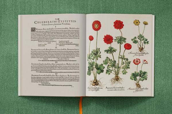 Produktbild: Basilius Besler. The Garden at Eichst&auml;tt