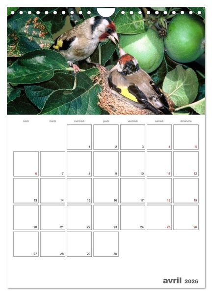 Produktbild: Les passereaux &agrave; l'or&eacute;e de la vie (Calendrier mural 2026 DIN A4 horizontal), CALVENDO calendrier mensuel