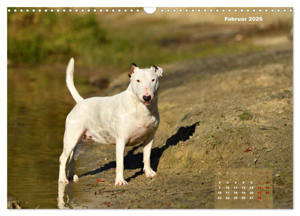 Produktbild: Bullterrier 2026 Frech und fr&ouml;hlich durch das Jahr (Wandkalender 2026 DIN A3 quer), CALVENDO Monatskalender