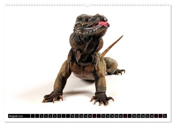 Produktbild: Amphibien und Reptilien (Wandkalender 2026 DIN A2 quer), CALVENDO Monatskalender