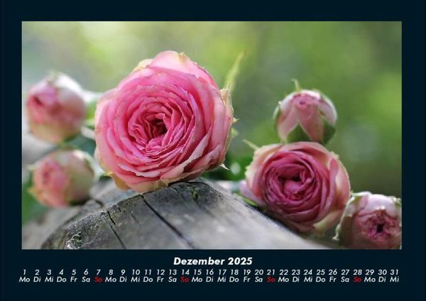 Produktbild: Rosentraum 2025 Fotokalender DIN A4